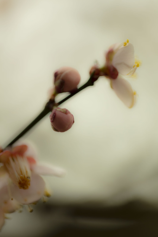 Madame Sake