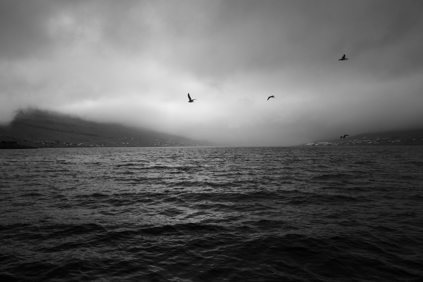 Seagull Tale